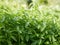 Fresh green fragrant sprigs of young mint are grown in the garden for use in cooking. Condiments grow on the farm.