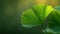 Fresh green ginkgo biloba leaf with beautiful texture against nature background. Alternative medicine plant