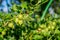 Fresh green gooseberries on a branch on sunlight day