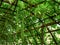 Fresh Green Gourds Hanging Under Curved Wooden Plantation Structure