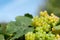 Fresh green grapes growing on branches of vineyard in rural field. Ripe harvest in autumn season. Wine agriculture