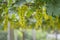 Fresh green grapes on vineyards Tak ,Thailand.