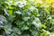 Fresh green grapevines with immature grape berries and lush foliage