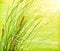 Fresh green grass abstract background