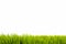 Fresh green grass as border on the lower side of the horizontal frame in a seamless empty white background.
