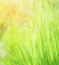 Fresh green grass background