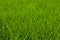 Fresh green grass background. Closeup soft focus texture