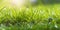 Fresh green grass banner morning sunlight. Beautiful nature closeup field landscape AI Generated