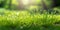 Fresh green grass banner morning sunlight. Beautiful nature closeup field landscape AI Generated