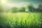 A fresh green grass and blurred natural landscape, sunlight in nature field. Blurred spring nature background. generative ai