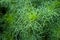 Fresh green grass Branched branches.plant One type