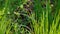 Fresh green grass close up on the lawn in the garden or in the park near the house. Young shoots of green grass on wet ground in t