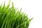 Fresh green grass close-up on white, preparation for a flyer or spring theme. Place for text, copy space