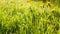 Fresh green grass and dandelions with drops of dew