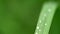 Fresh green grass with dew drops clips,dew drops on green grass footage,rain drops on green grass video, 4k dew drop on