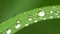 Fresh green grass with dew drops clips,dew drops on green grass footage,rain drops on green grass video, 4k dew drop on
