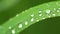 Fresh green grass with dew drops clips,dew drops on green grass footage,rain drops on green grass video, 4k dew drop on