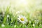 Fresh green grass with dew drops and daisy on meadow closeup.