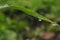 Fresh green grass with dew drops and small cobweb in the morning