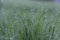 Fresh green grass on dew drops, wet grass. Transparent droplets of dew in grass on summer morning sparkle in sunlight in nature. F