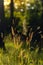 Fresh green grass Ears of rice in the light of dusk gusty wind plays with green grass. Natural meadow grass slowly