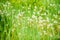 Fresh green grass and light white dandelion flowers. Natural background. Springtime concept. Many tender flowers in