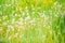 Fresh green grass and light white dandelion flowers. Natural background. Springtime concept. Many tender flowers in