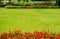 Fresh green grass smooth lawn with red and green color leaf shurb