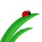 Fresh green grass stalk close up. Water drop set. Ladybug Ladybird insect. Morning drop set. Cute cartoon baby character. Garden n