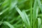 Fresh green grass on summer meadow in water drops after rain