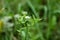 Fresh green grass on summer meadow in water drops after rain