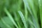 Fresh green grass on summer meadow in water drops after rain