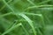 Fresh green grass on summer meadow in water drops after rain