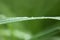 Fresh green grass on summer meadow in water drops after rain