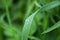 Fresh green grass on summer meadow in water drops after rain