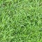 Fresh green grass surface