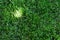 Fresh green grass texture background. Sunspot on a green lawn. Closeup