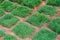 Fresh Green Grass tiles