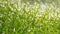 .Fresh green grass with water drops on background of sunlight. Soft focus. Long width banner