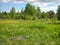 Fresh green grass and yellow dandelions in the meadow. Sunny summer day. For a long time not a mowing field is flooded with