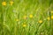 Fresh green grass with yellow flowers