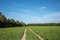 fresh green growing wheat or barley field with the trace of tractor or vehicle wheel mark in countryside area.