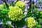 Fresh green Guelder Rose Viburnum Opulus corymbs/flowers before turning fully white, under direct sunlight, in a backyard