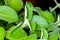 Fresh green and  hairy leaves of Cuban oregano