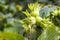 Fresh green hazelnuts are growing on the tree, Turkey / Ordu