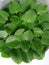 Fresh green healthy ajwain  leaves medicinal herb