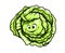 Fresh green healthy cartoon cabbage