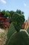 Fresh green heart Opuncia cactus