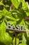 Fresh Green Herbal Basil Leaves