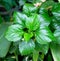 Fresh Green Hibiscus Leaves on A Tree